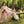 Load image into Gallery viewer, Reet by shagun Farshi Shalwar Eid collection Vol 4 ZS-006
