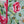 Khaddar Floral Printed 2pcs A-Line Maxi Collection KFP--06