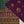 Load image into Gallery viewer, Dastaan Exclusive Branded Organza Collection VB-01
