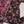 Load image into Gallery viewer, Bisma Winter Maxi Collection FA-03
