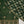 Noor-e-Fishan Exclusive Wedding wear Collection CM-03