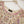 Load image into Gallery viewer, Noor-e-Fishan Exclusive Wedding wear Collection 2025 TS-04
