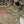 Noor-e-Fishan  Collection TZT-013