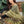 PRE ORDER (READY IN 10 WEEKS) MEHNDI GARARA 3PCS DRESS